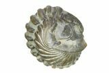 Wide, Enrolled Flexicalymene Trilobite - Indiana #287768-1